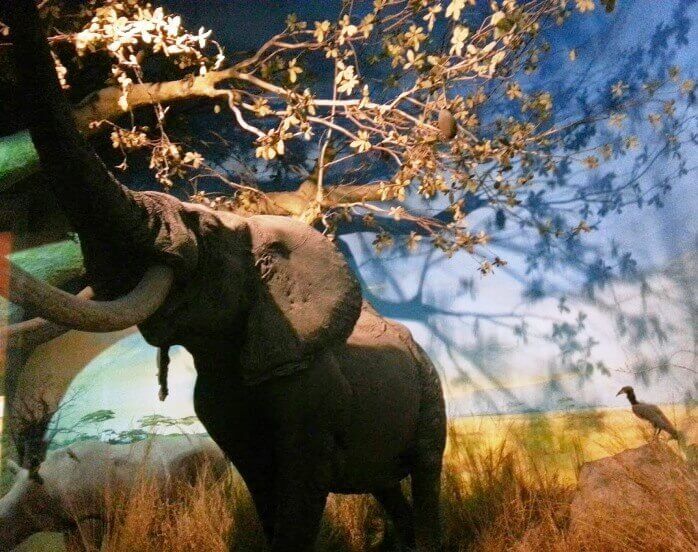 elefante milano diorama