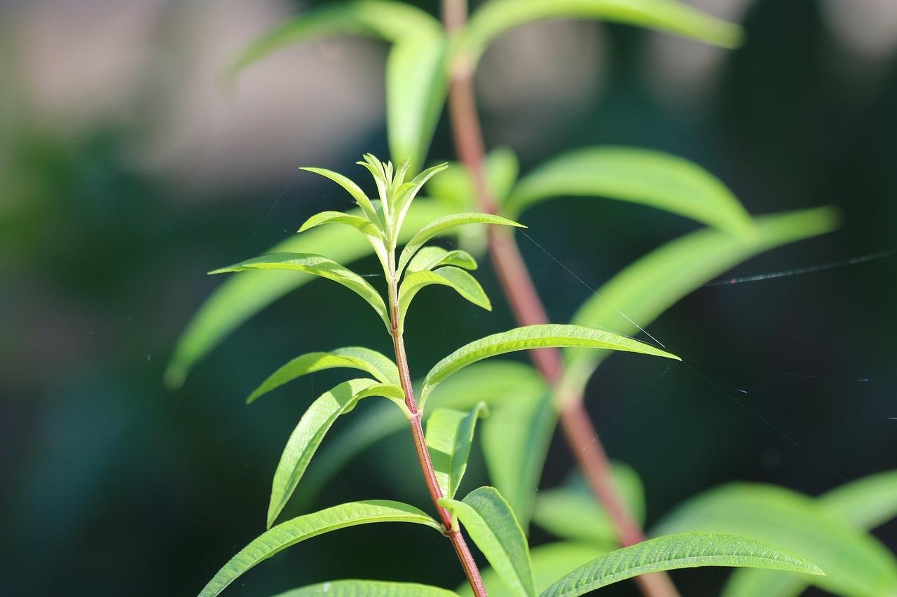 lemongrass citronella pix