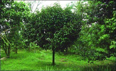 mangosteen tree