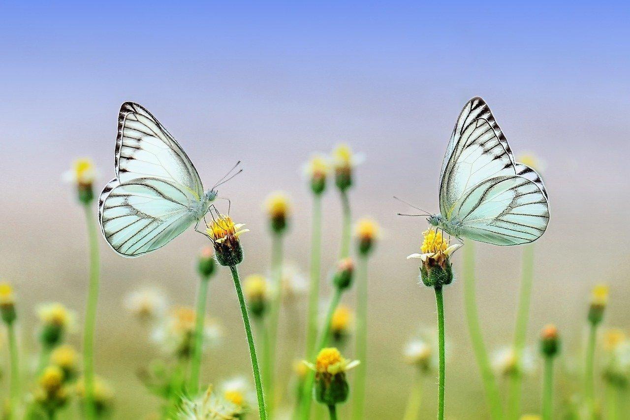 farfalle coppia pix