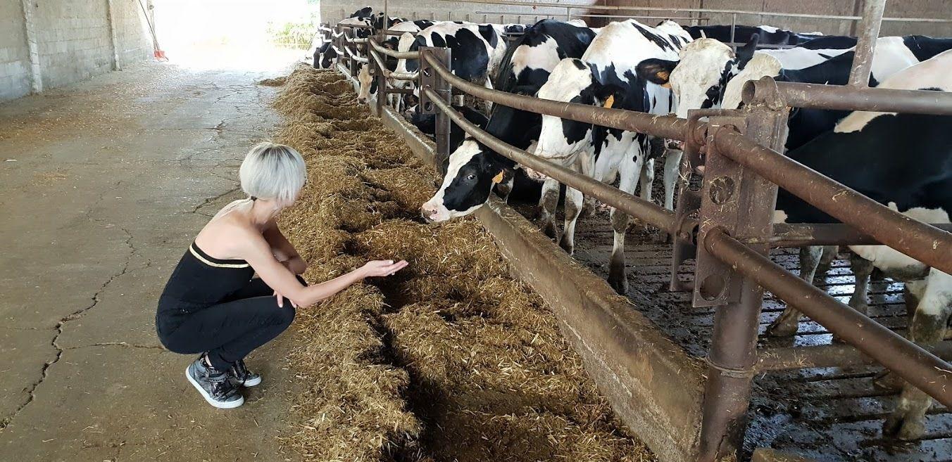 mucche allevamento lombardia foto mf