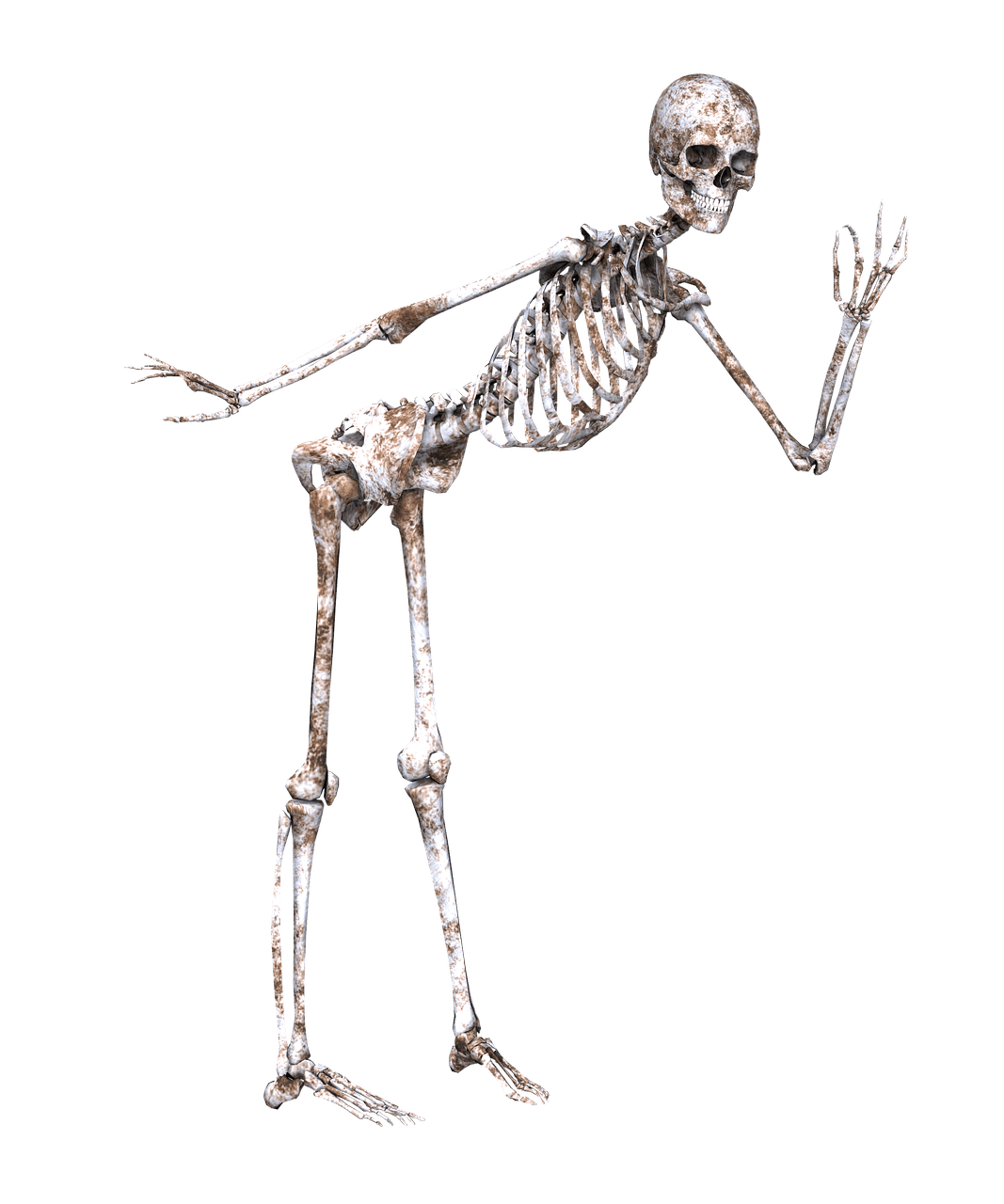scheletro umano pix ractapopulous
