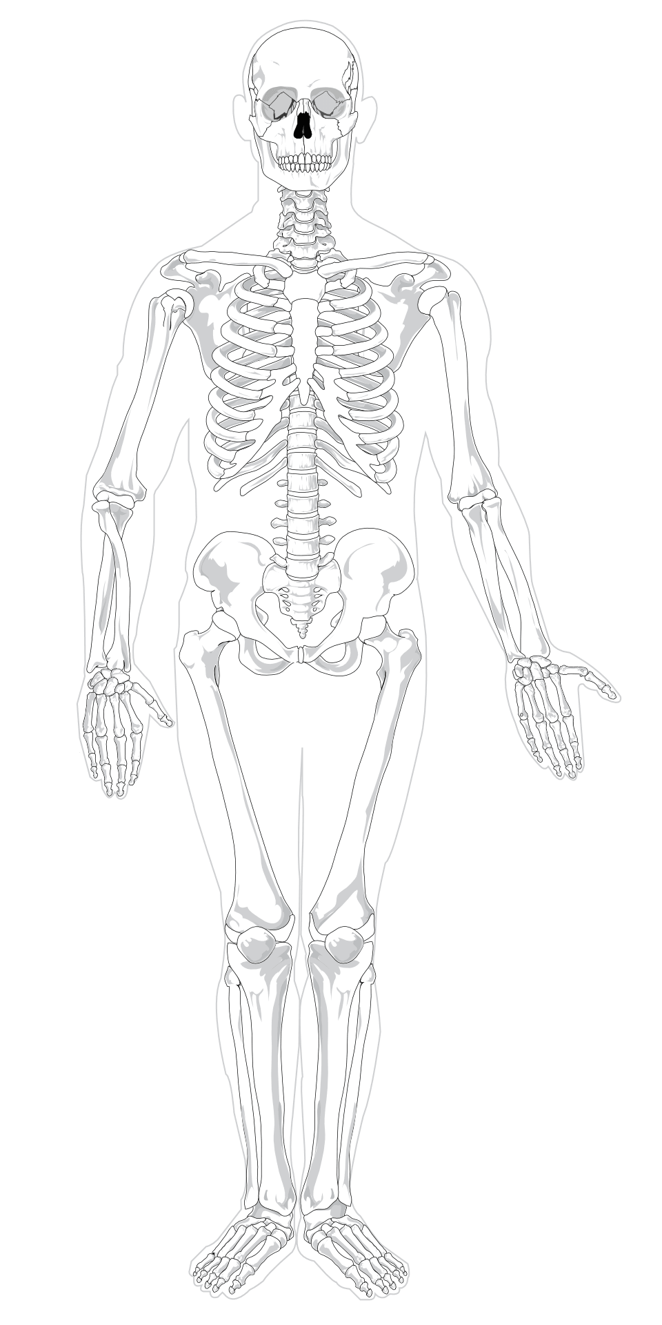 scheletro umano1 pix