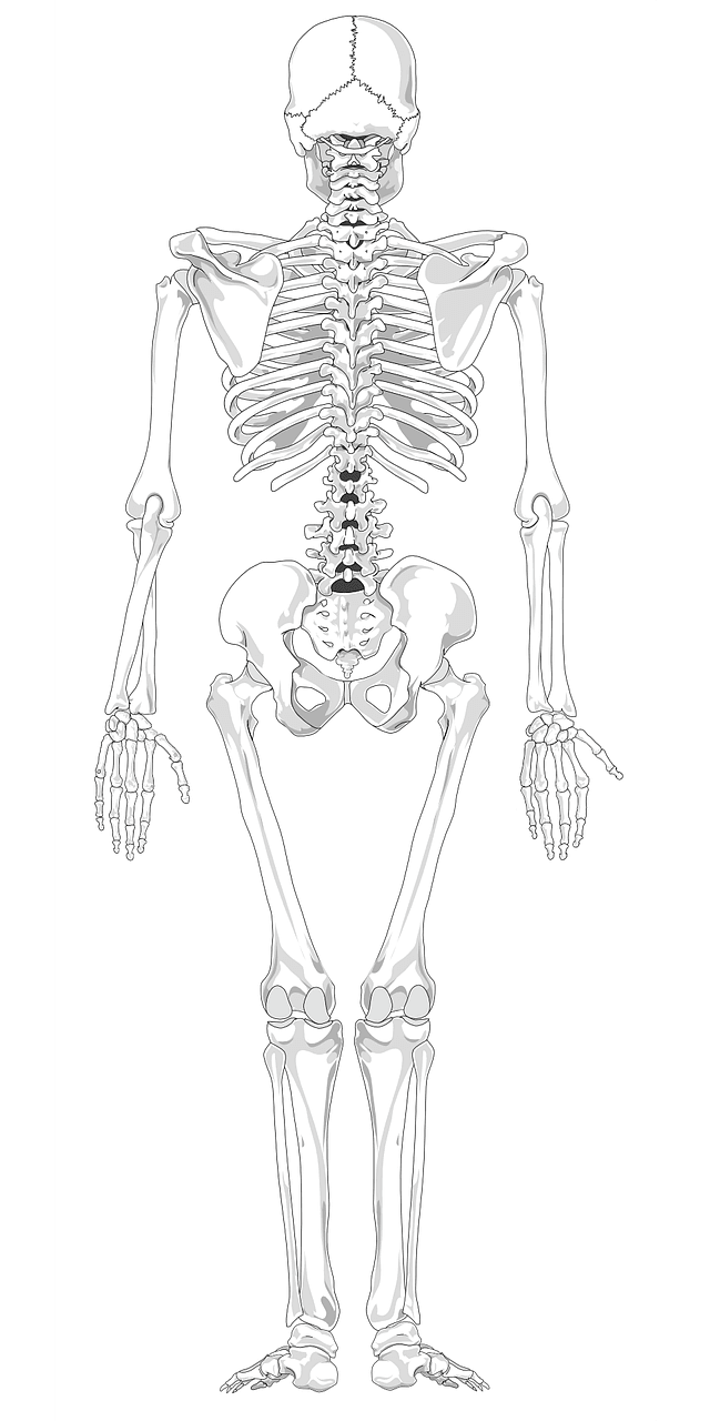 scheletro umano2 pix