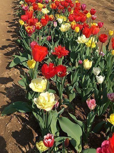 fila di tulipani