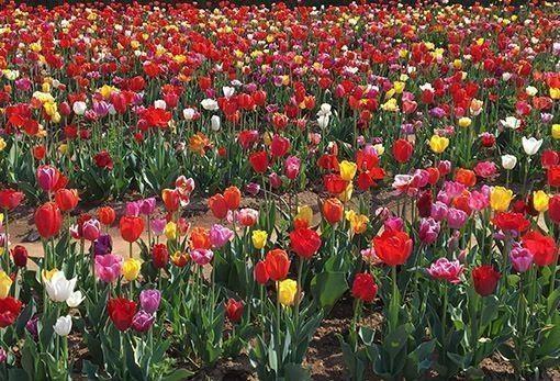 il campo di tulipani italiani