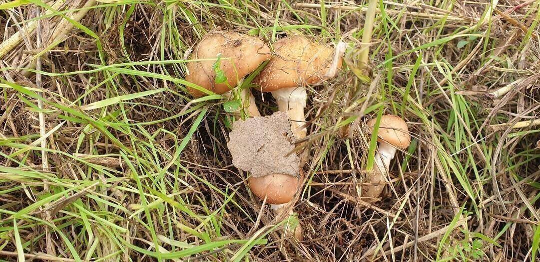 ottobre funghi castagne