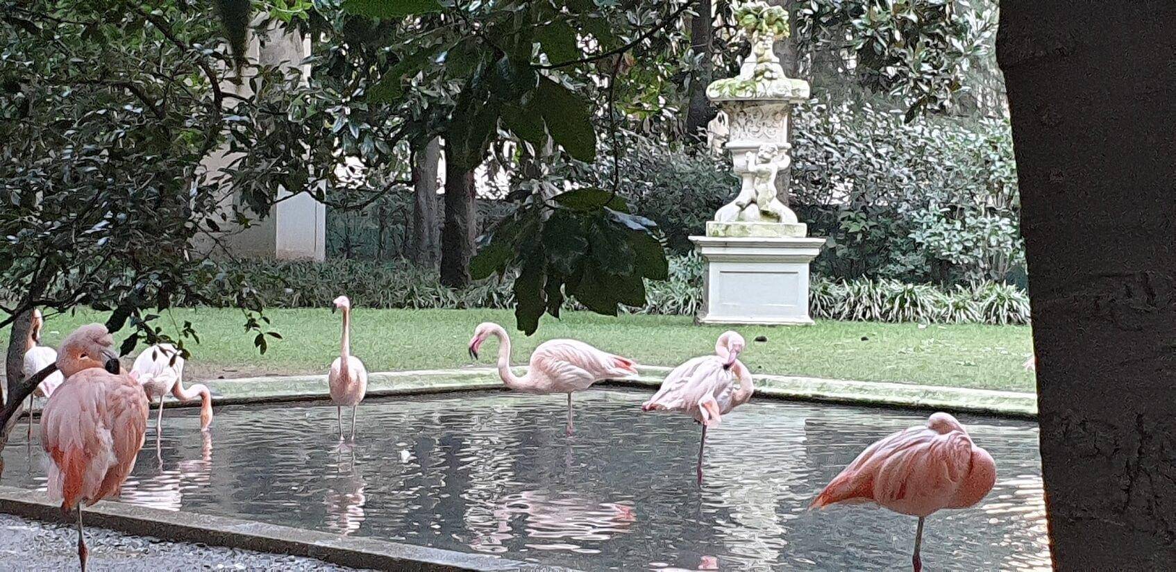 Fenicotteri rosa a Milano